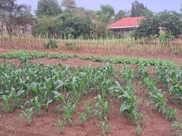 Stands & Residential Land