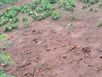 Stands & Residential Land